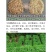 冬牧70黑麦草种子耐寒牧草种子全国发货四倍体黑麦草种子