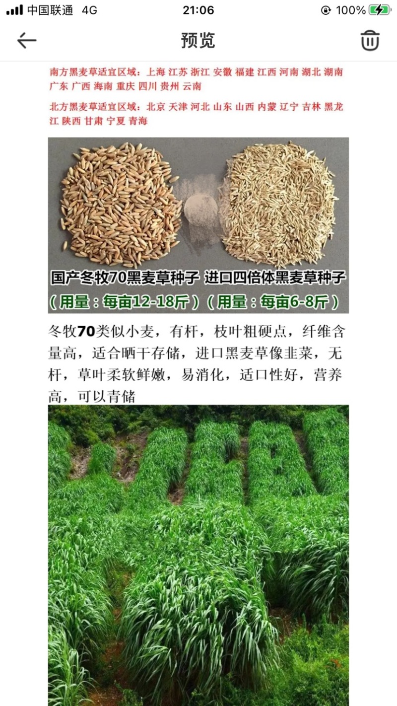 冬牧70黑麦草种子耐寒牧草种子全国发货四倍体黑麦草种子