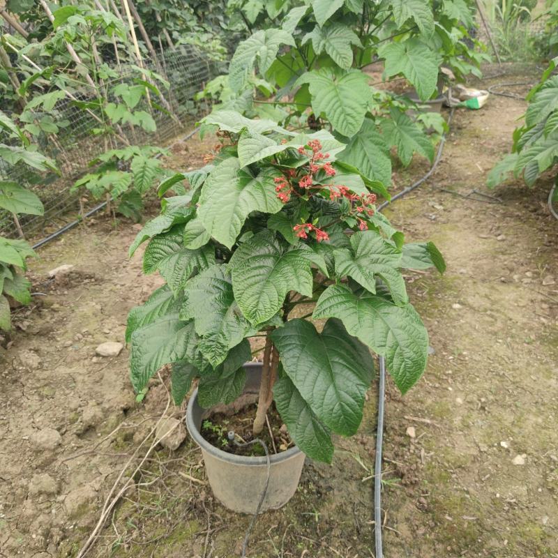 2304花圃供应宝塔桢桐0.5-2米高圆锥大青