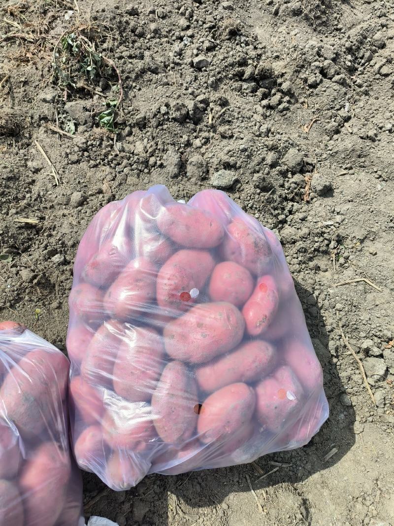 【精品】云南红皮黄心青薯九号土豆代发全国市场商超等