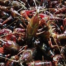 【正宗】湖北产地小龙虾底板干净肉质饱满品种