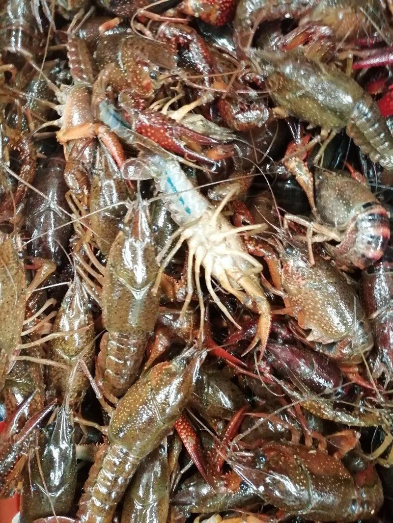 【正宗】湖北产地小龙虾底板干净肉质饱满品种保障