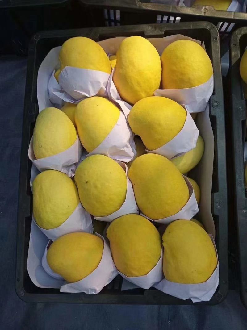 圣德龙鹰嘴芒一二级