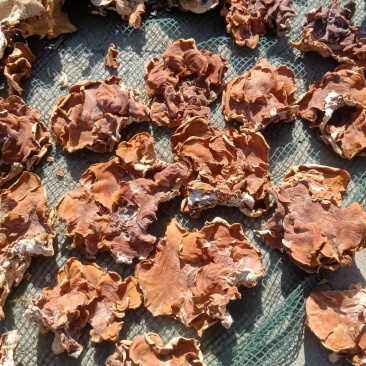 榆耳种植基地，榆耳产地一手货源批发零售榆耳灵芝菌菇