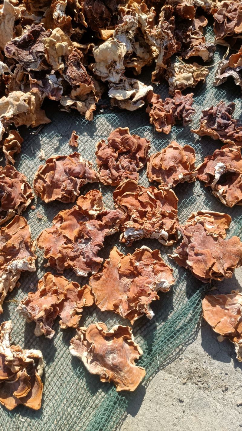 榆耳种植基地，榆耳产地一手货源批发零售榆耳灵芝菌菇