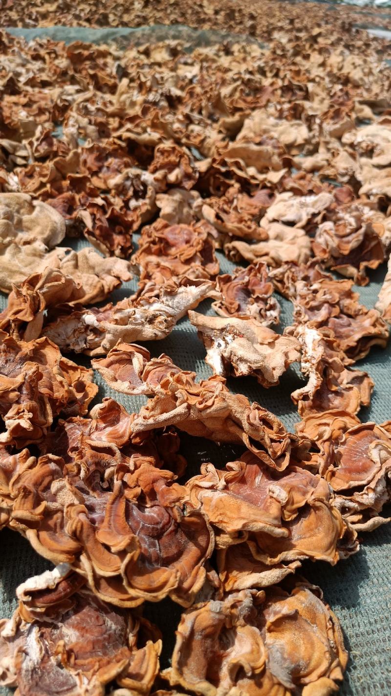 榆耳种植基地，榆耳产地一手货源批发零售榆耳灵芝菌菇