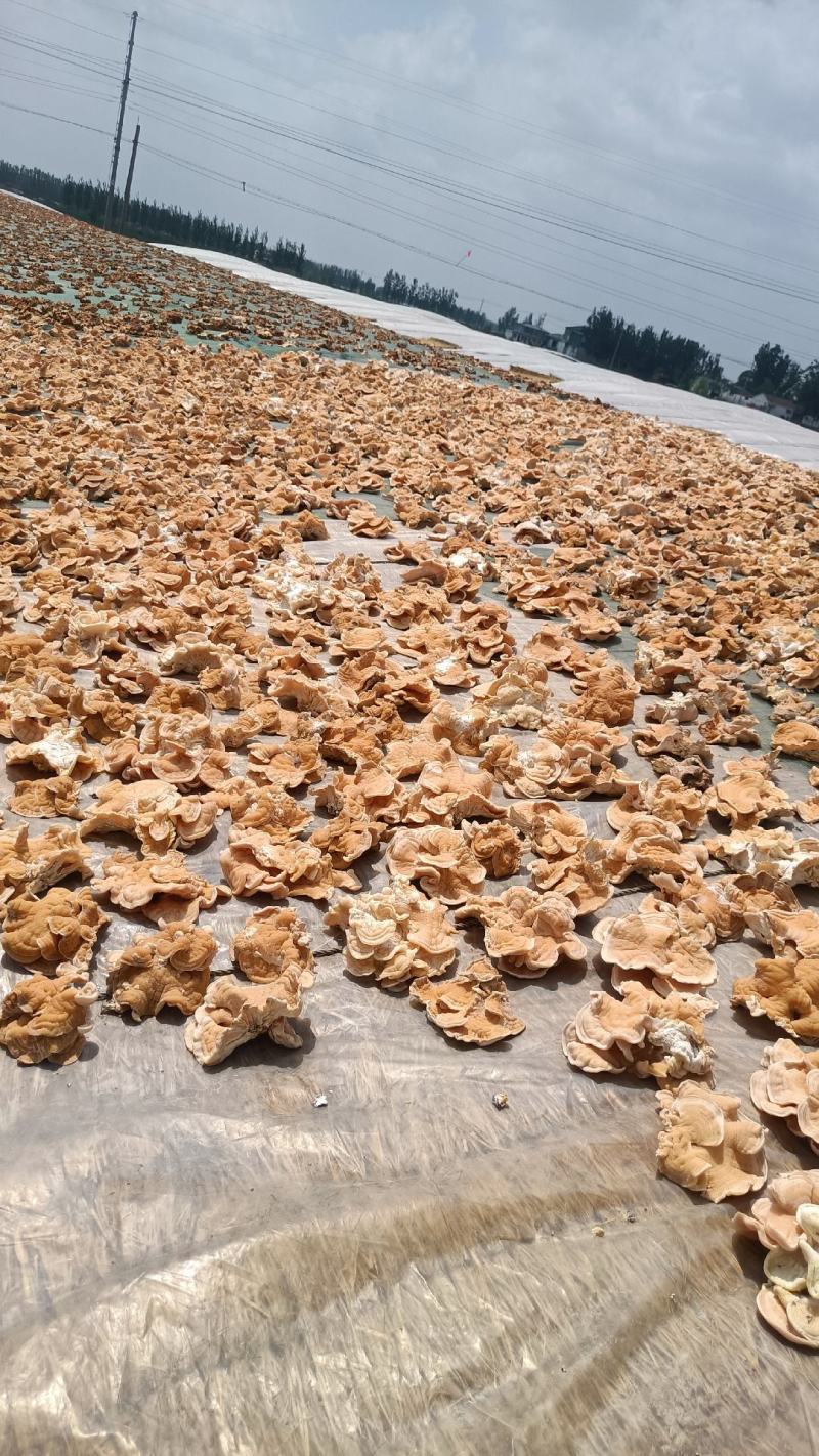 榆耳种植基地，榆耳产地一手货源批发零售榆耳灵芝菌菇