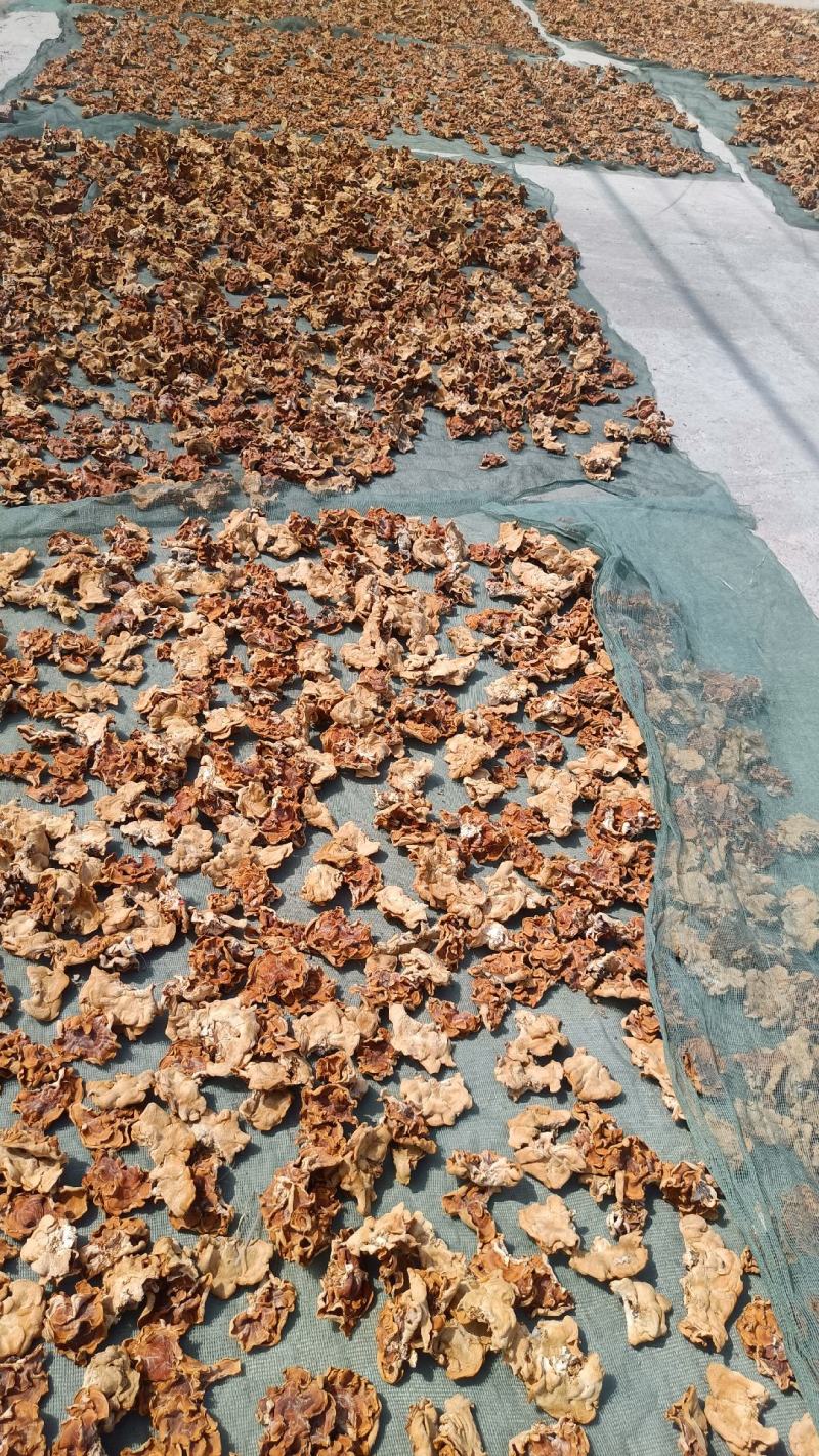 榆耳种植基地，榆耳产地一手货源批发零售榆耳灵芝菌菇