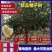 绿化苗香泡树，香橼树，柚子树规格齐全（带土球基地直供）