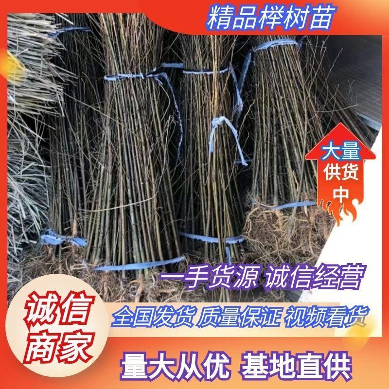 绿化苗一二年生红榉苗(基地直供规格齐全现挖发货成活率高)