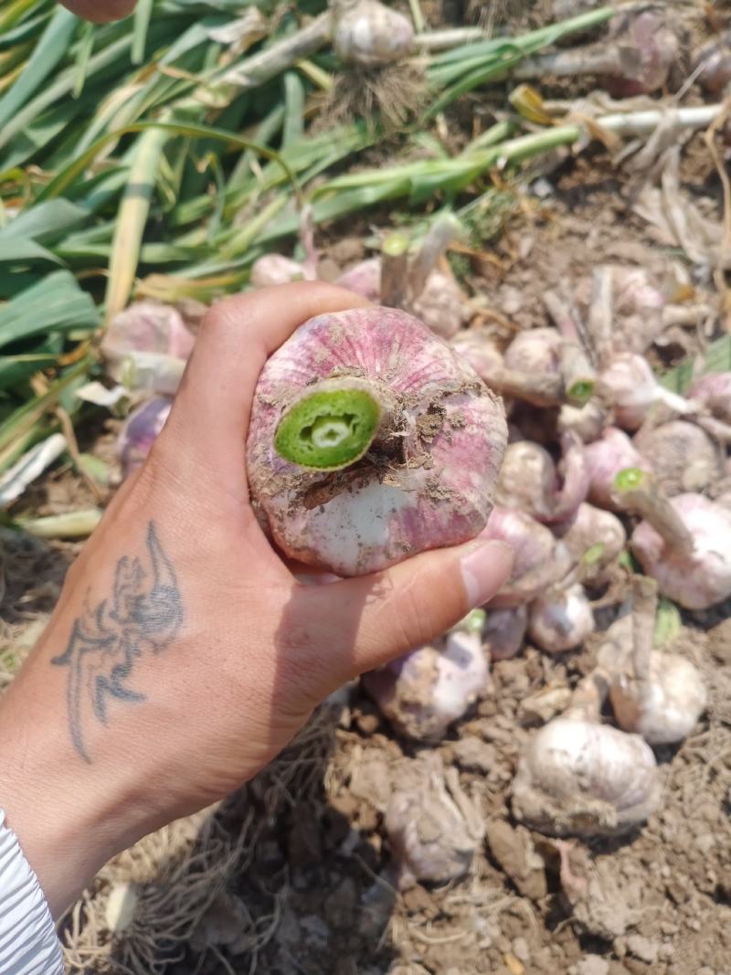 精品鲜蒜头产地直供支持电商商超各大市场质量保证