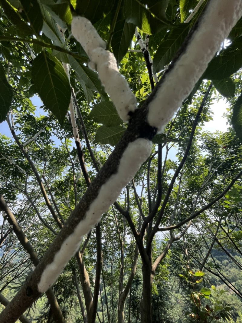 虫白蜡