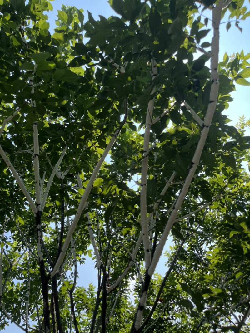 虫白蜡
