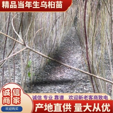 当年生乌桕苗绿化苗（乌桕0.8-22公分基地直供）