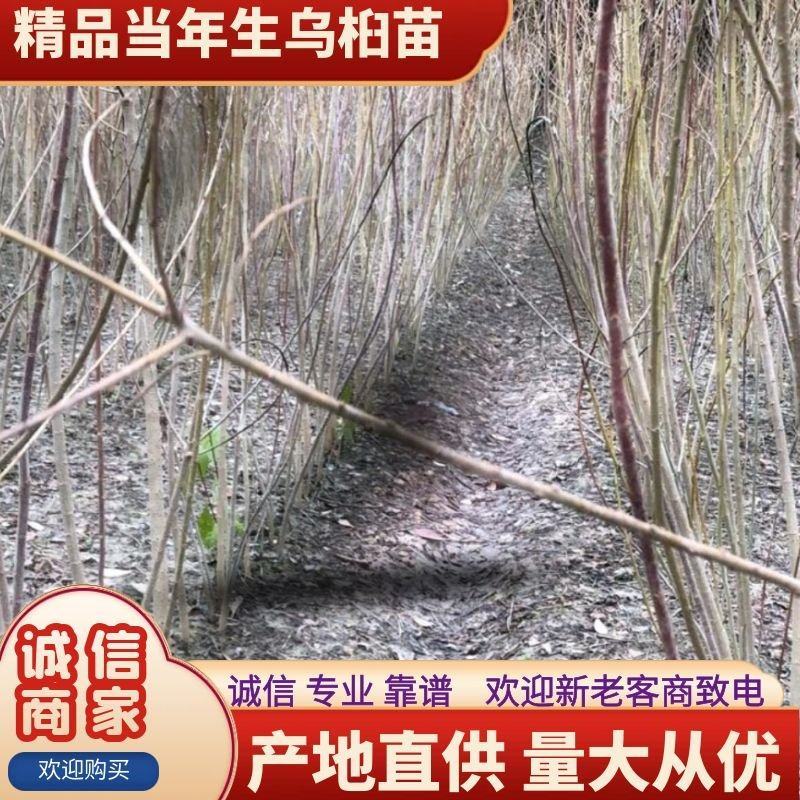 当年生乌桕苗绿化苗（乌桕0.8-22公分基地直供）