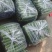 山东聊城黄瓜顶花密刺油亮黄瓜大量上市质量好，价格便宜