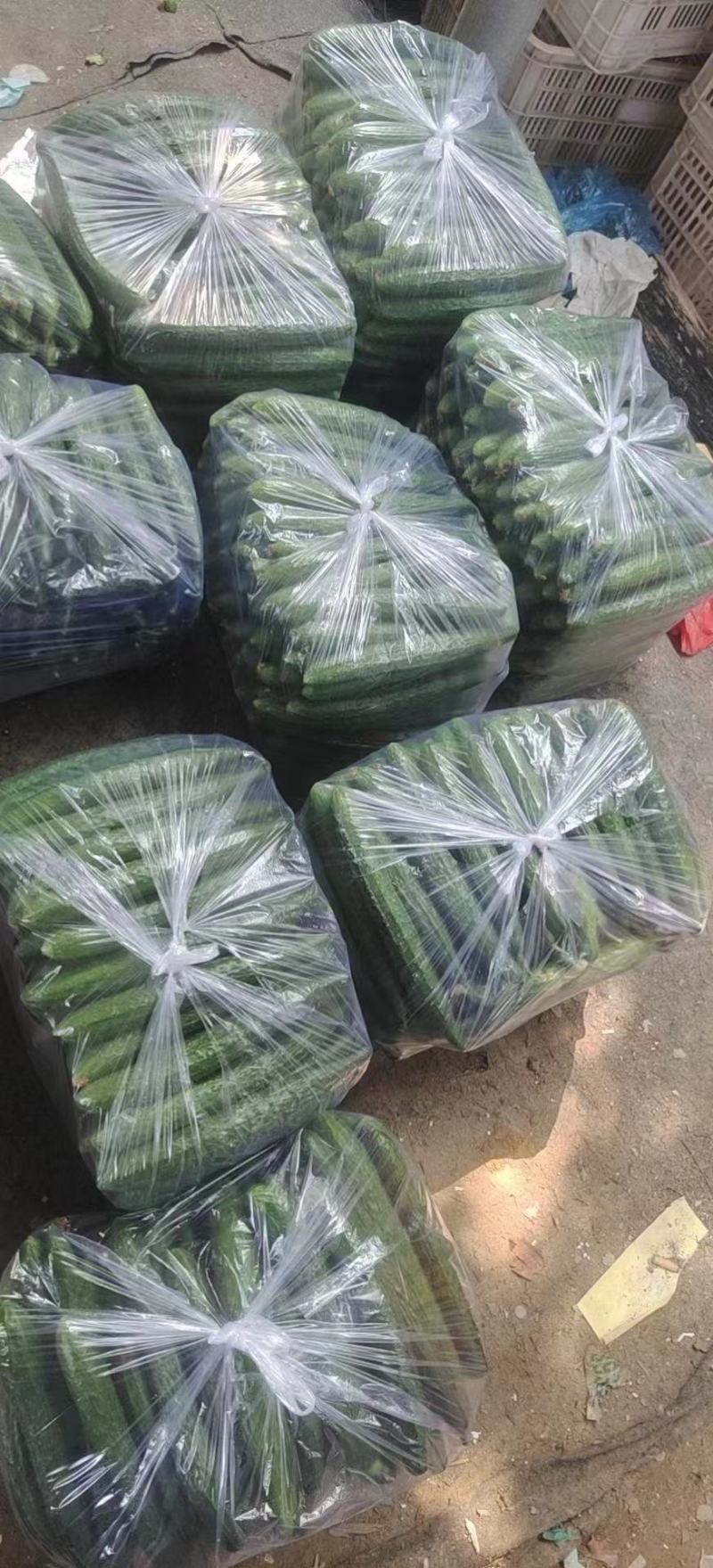 山东聊城黄瓜顶花密刺油亮黄瓜大量上市质量好，价格便宜