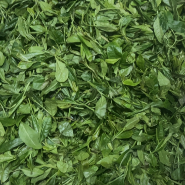 湖北宜昌高山白茶绿茶大量供应，价格好