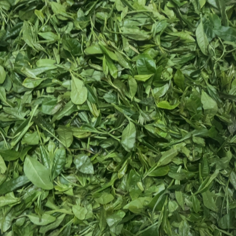 湖北宜昌高山白茶绿茶大量供应，价格好