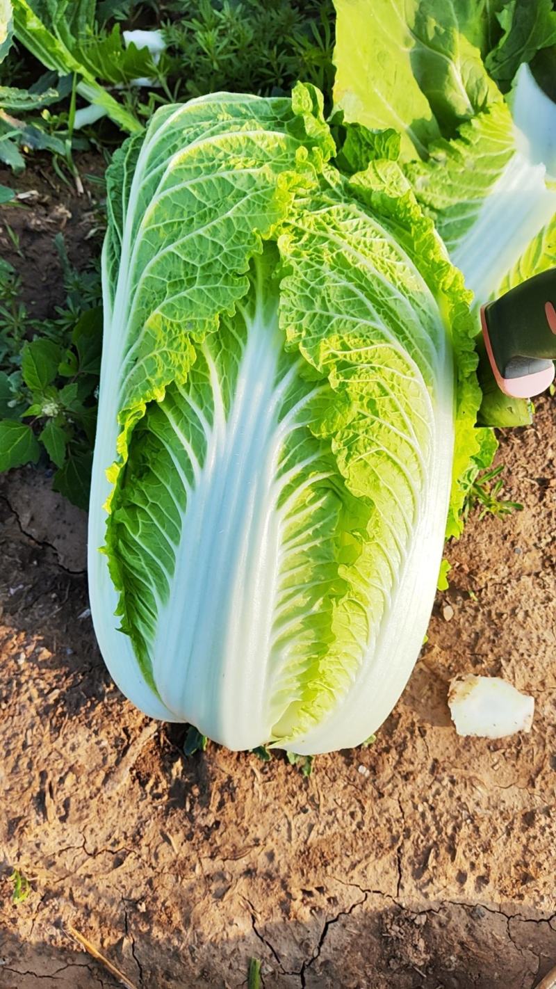 河北万亩白菜基地黄心大白菜按需配货专业代收一条龙