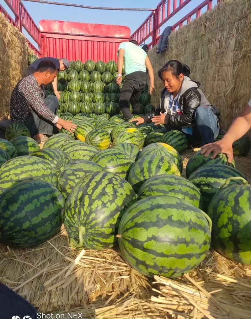 昌乐甜王西瓜，品质优良，对接商超，电商平台，欢迎合作