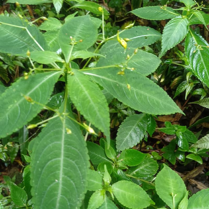 黄金凤别名:岩胡椒、纽子七、龙虾菜、金凤菜、臭水