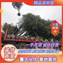 绿化苗栾树基地直销(5-18公分规格齐全现挖发货）