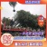 绿化苗栾树基地直销(5-18公分规格齐全现挖发货）