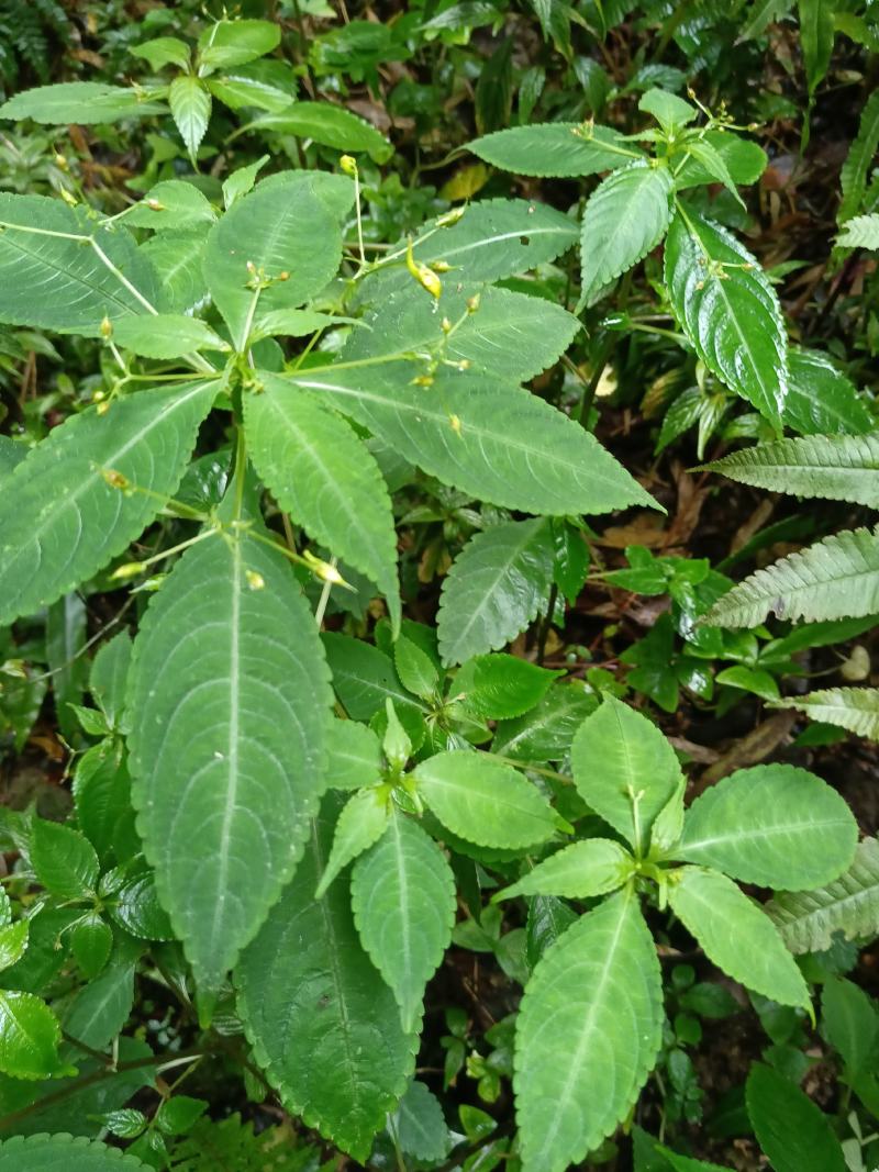 黄金凤别名:岩胡椒、纽子七、龙虾菜、金凤菜、臭水