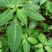 黄金凤别名:岩胡椒、纽子七、龙虾菜、金凤菜、臭水