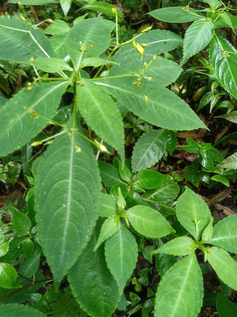 黄金凤别名:岩胡椒、纽子七、龙虾菜、金凤菜、臭水