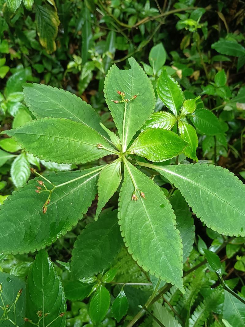 黄金凤别名:岩胡椒、纽子七、龙虾菜、金凤菜、臭水