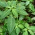 黄金凤别名:岩胡椒、纽子七、龙虾菜、金凤菜、臭水