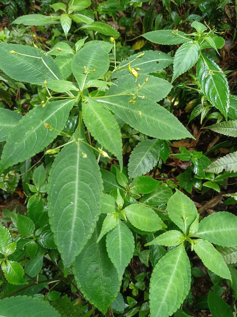 黄金凤别名:岩胡椒、纽子七、龙虾菜、金凤菜、臭水
