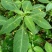 黄金凤别名:岩胡椒、纽子七、龙虾菜、金凤菜、臭水