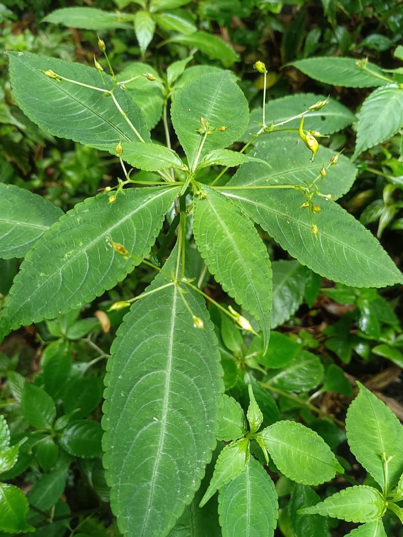 黄金凤别名:岩胡椒、纽子七、龙虾菜、金凤菜、臭水