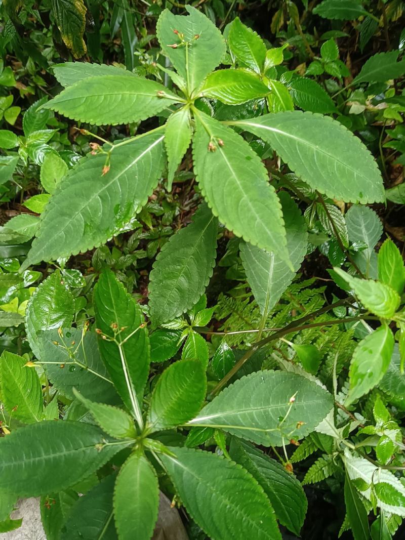 黄金凤别名:岩胡椒、纽子七、龙虾菜、金凤菜、臭水