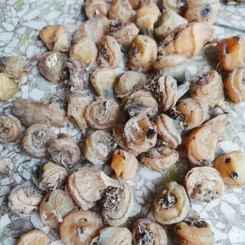 毛慈菇干货