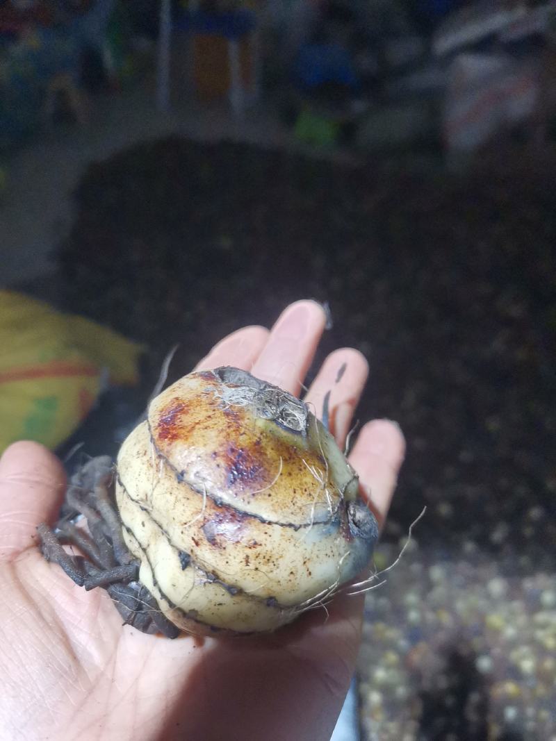 毛慈菇干货
