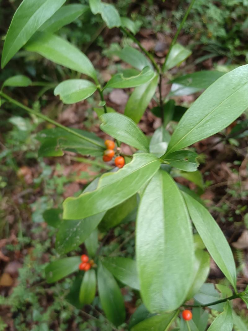 中药材
