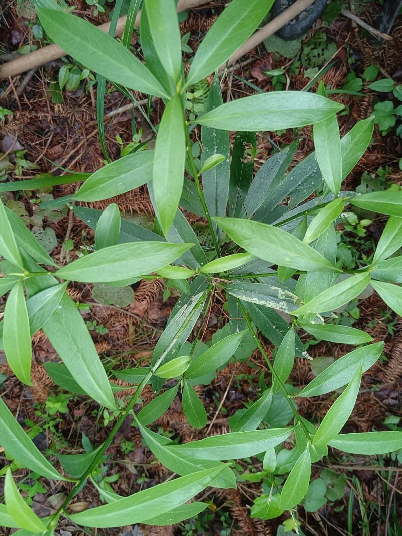 中药材