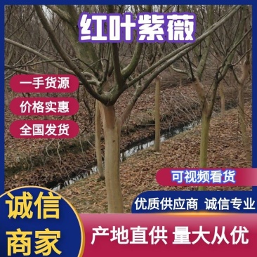红叶紫薇（地径4到12公分基地直供现挖发货）