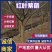 红叶紫薇（地径4到12公分基地直供现挖发货）