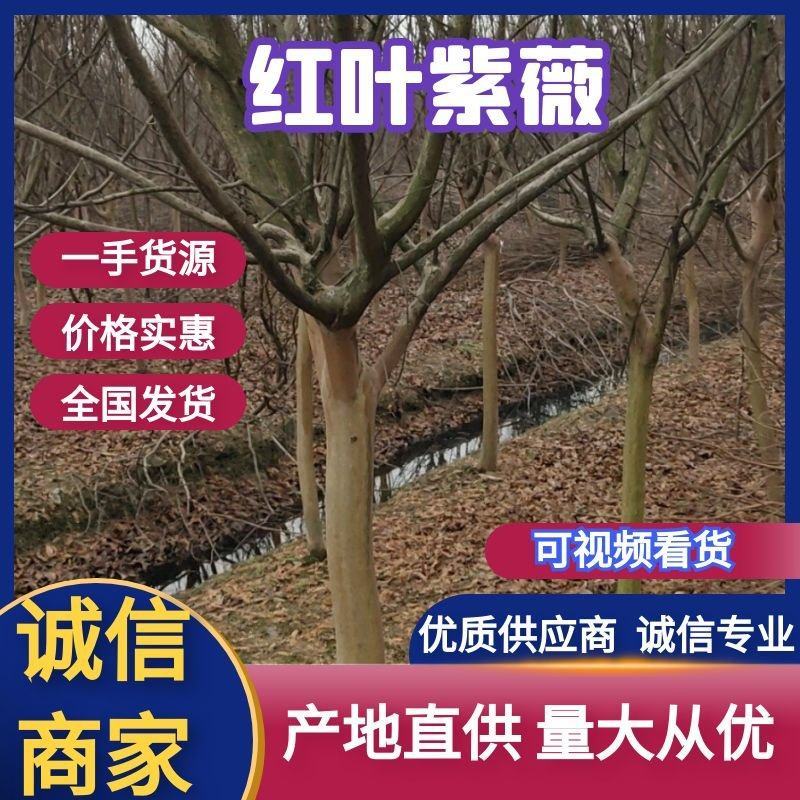 红叶紫薇（地径4到12公分基地直供现挖发货）