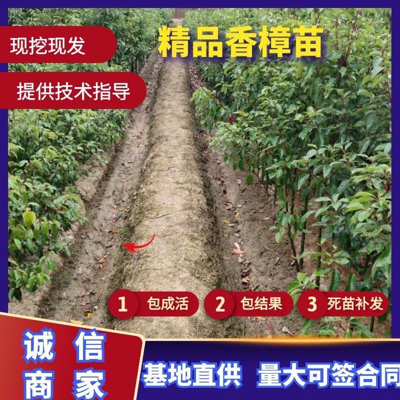 小叶香樟1到8公分（基地直供现挖发货成活率有保证）