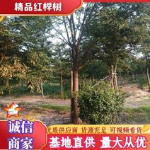 绿化苗红榉树（规格1一3o公分基地直供现挖发货成活率有）