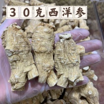 加拿大进口30克西洋参新货大量批发