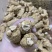 加拿大进口30克西洋参新货大量批发
