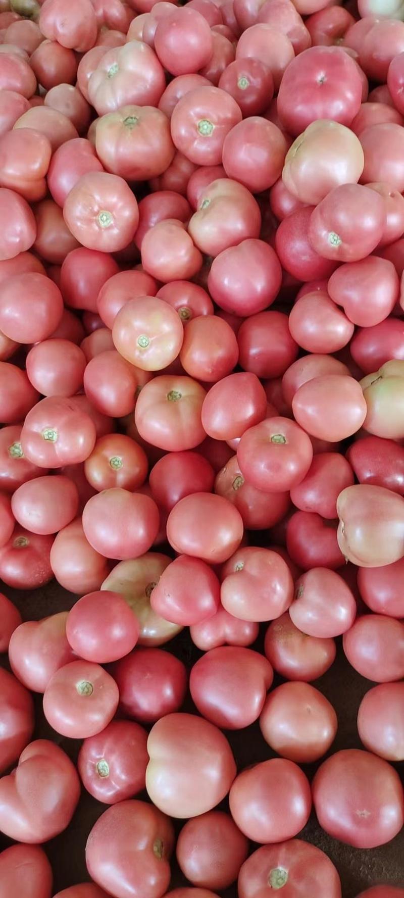 聊城西红柿大量上市，产地一手货源价格便宜实力代收