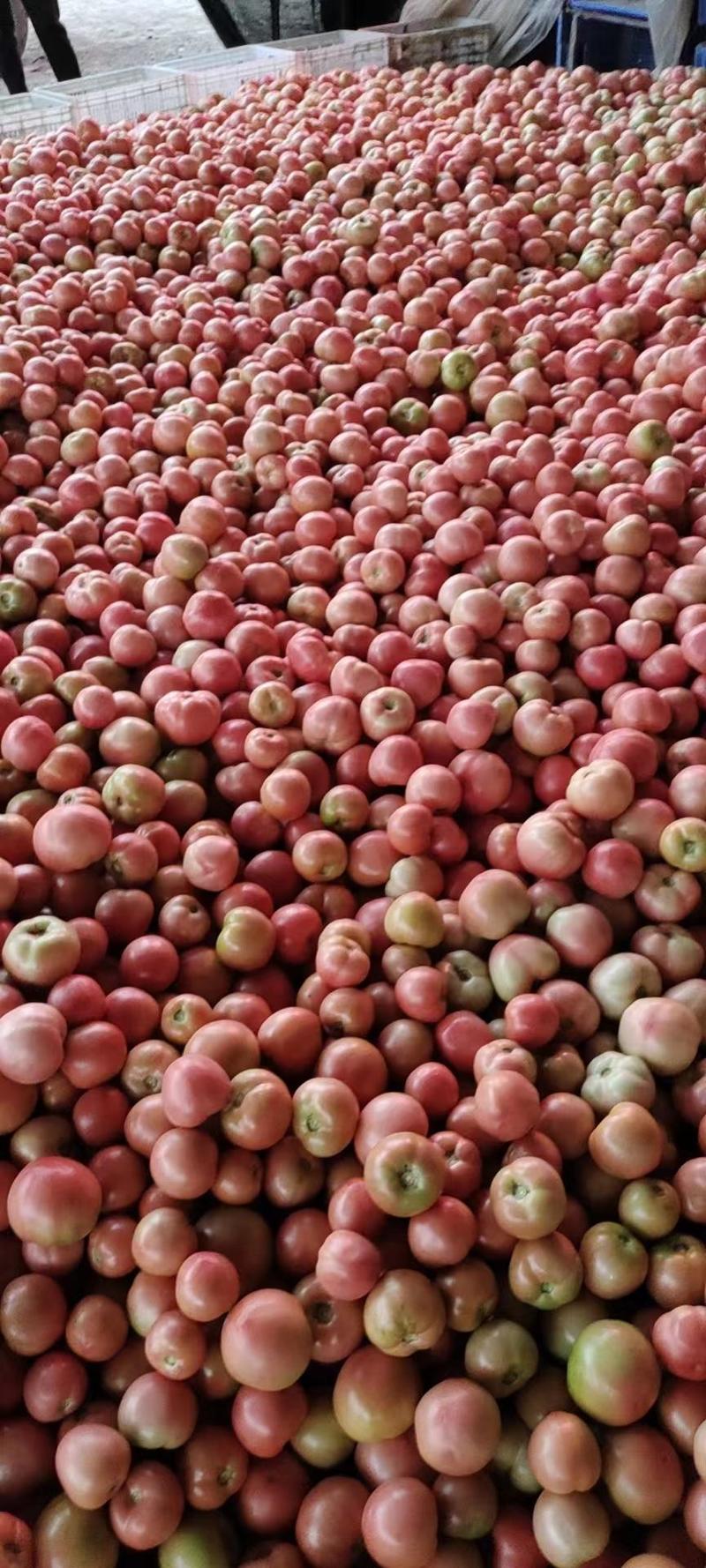 聊城西红柿大量上市，产地一手货源价格便宜实力代收